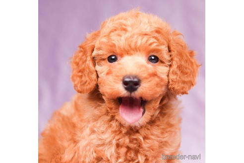 成約済の東京都のトイプードル-194354の2枚目